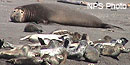 Bull elephant seal with harbor seals