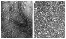 Panel on left shows network of long fibers.  Panel on right shows grainy material with no trace of fibers.
