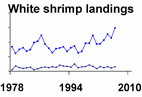 White shrimp landings **click to enlarge**