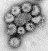 Se formularon las directrices nacionales para la vacuna contra la gripe