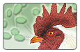 Avian Flu