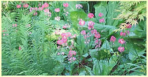 Photo of ferns and flowering plants.