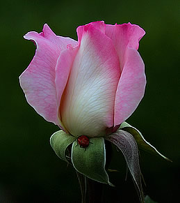 Photo: close-up of a pink rosebud  with a ladybug .