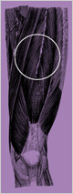 Drawing of leg muscles