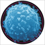 Photo of a lymphocyte