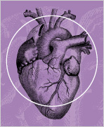 Drawing of the heart