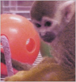 Photo of a rhesus monkey playing with a toy