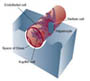 Cells of the hepatic sinusoid