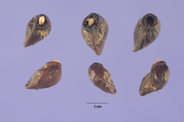 Seed of Symphytum officinale