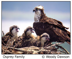 ospreys