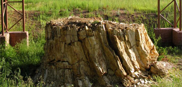 view of petrified stump and mountain meadow