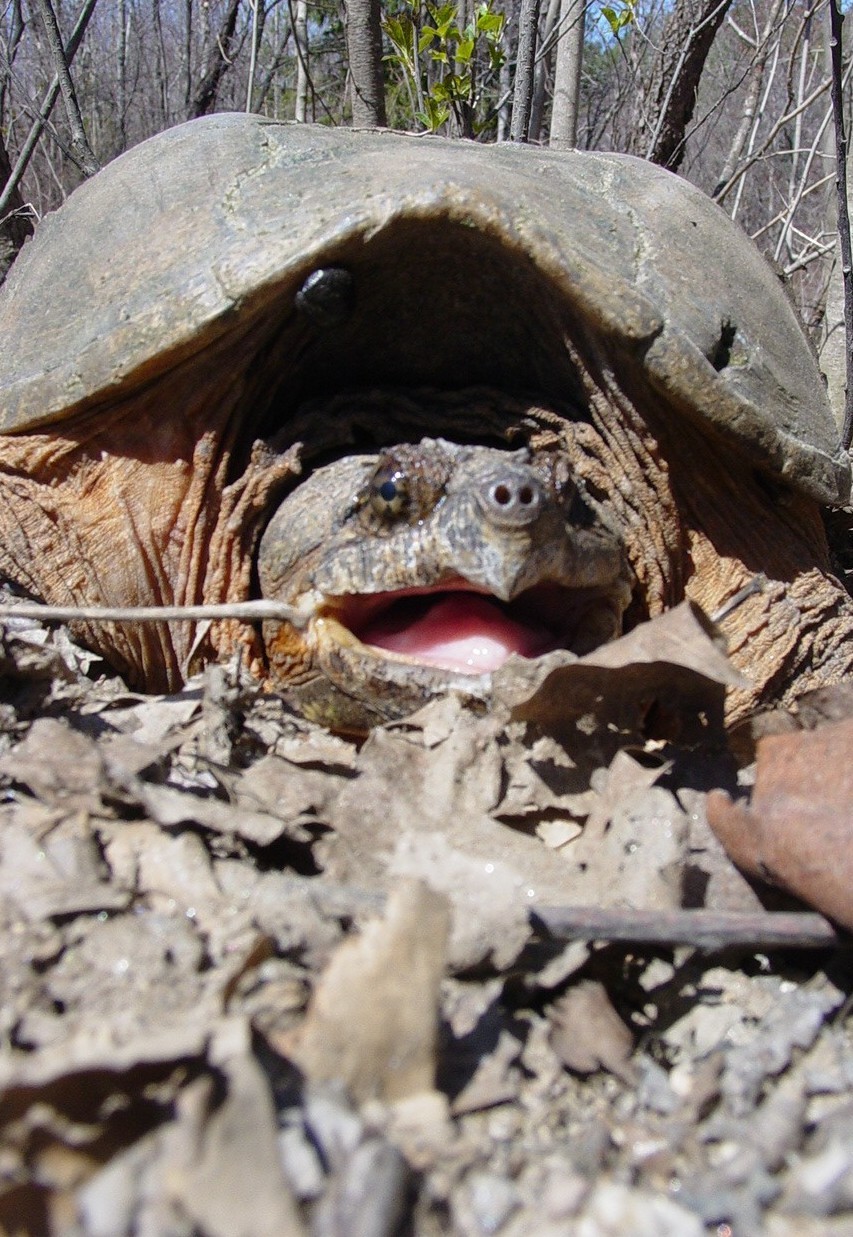 A snapping turtle.