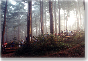 An early morning  view of the steps leading down to Buffumville Beach, with the tall pines towering over people walking down the steps, and the early morning fogs casting an erie hue.