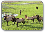 Photo of Dean Creek Elk Viewing Area by John Craig
