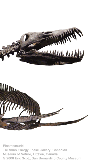 Elasmosaurid
