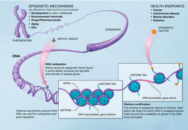 A Scientific Illustration of How Epigenetic Mechanisms Can Affect Health