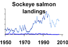 Sockeye salmon landings **click to enlarge**