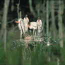 Wood Storks