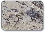 Big Horn Sheep