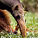 Anteater