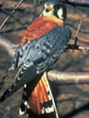 Kestrel