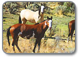 Wild Horse Viewing Image