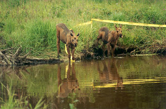 Streambank restoration project. Photo USFWS.