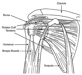 Structure of the Shoulder