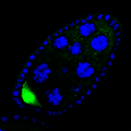  Fly ovary showing the I-lelement transposon (green) in a developing oocyte. Surrounding nurse and epithelial cell nuclei are also shown (blue). Courtesy of Gregory Hannon.