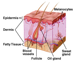 Diagram showing epidermis, dermis, fatty tissue, oil gland, nerve, hair follicle, sweat gland.