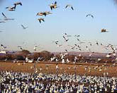 snow geese and sandhills at bosque del apache refuge. photo credit: usfws