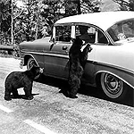1950s photograph of bears mooching from a motorist in a national park