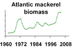 Atlantic mackerel biomass **click to enlarge**