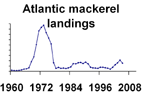 Atlantic mackerel landings **click to enlarge**
