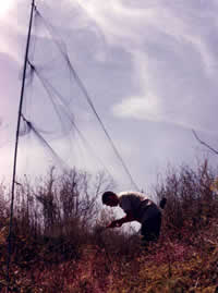 Photograph of worker in a field