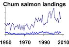 Chum salmon landings **click to enlarge**