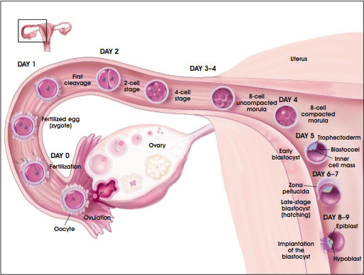 Development of the Preimplantation Blastocyst in Humans