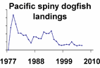 Pacific spiny dogfish landings **click to enlarge**