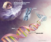 el ADN de un gen 