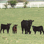 Cattle at the Eisenhower Farm