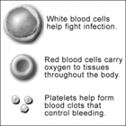 Types of blood cells made by the bone marrow and their functions. - Click to enlarge in new window.
