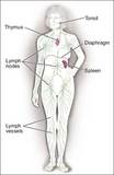 Illustration of the lymphatic system. - Click to enlarge in new window.