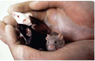 Three Strains of Mice Used in Experiments