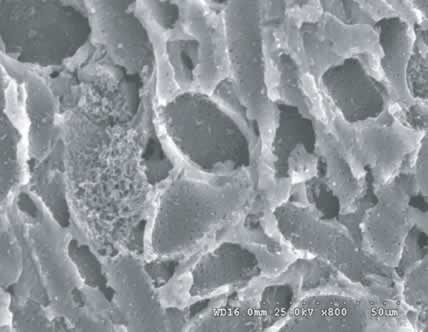 Figure 6. Scanning electron microscope image of activated carbon pores.