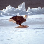 An eagle with prey in winter.