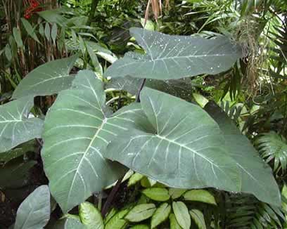 Photo of the Elephant Ear, Yautía Blanca, Xanthosoma caracu