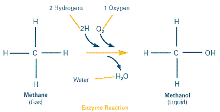 Illustration of how Erythromycin is made by enzyme modules