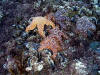 Picture of Seastars