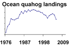 Ocean quahog landings **click to enlarge**