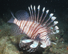 Lionfish Icon